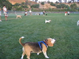 Rancho Bernardo Dog Park